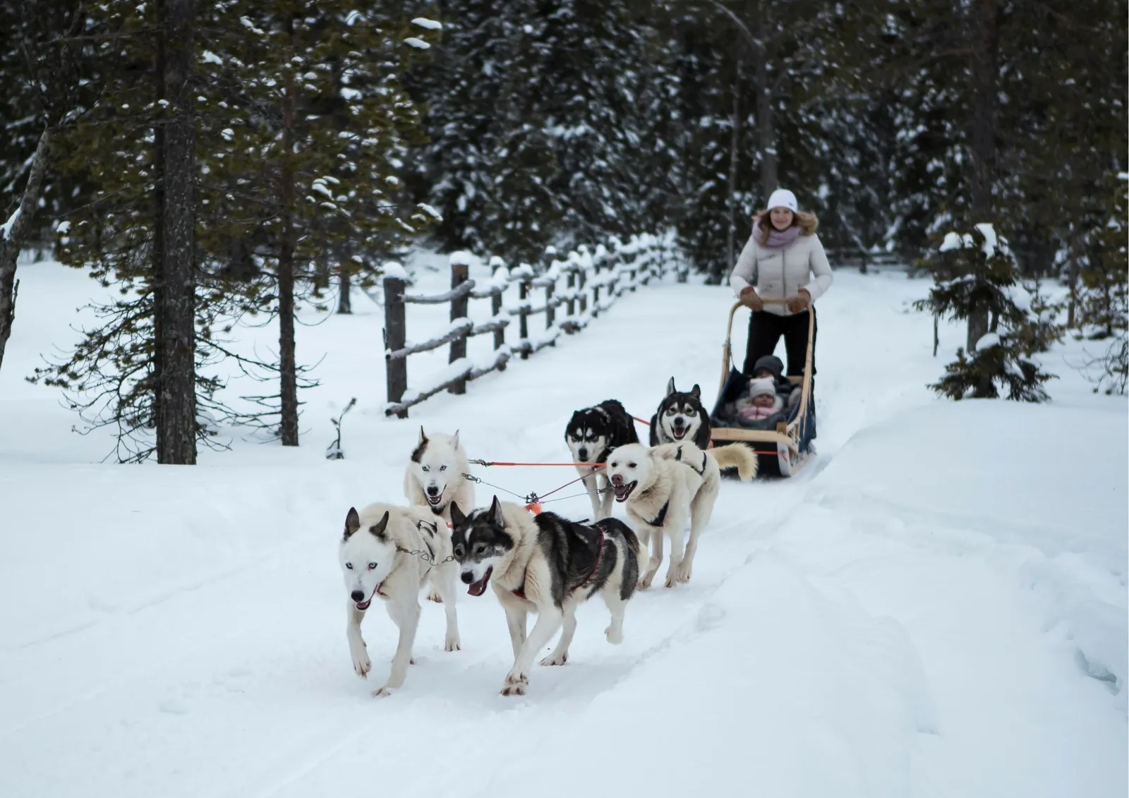 Psi zaprzęg husky na śniegu
